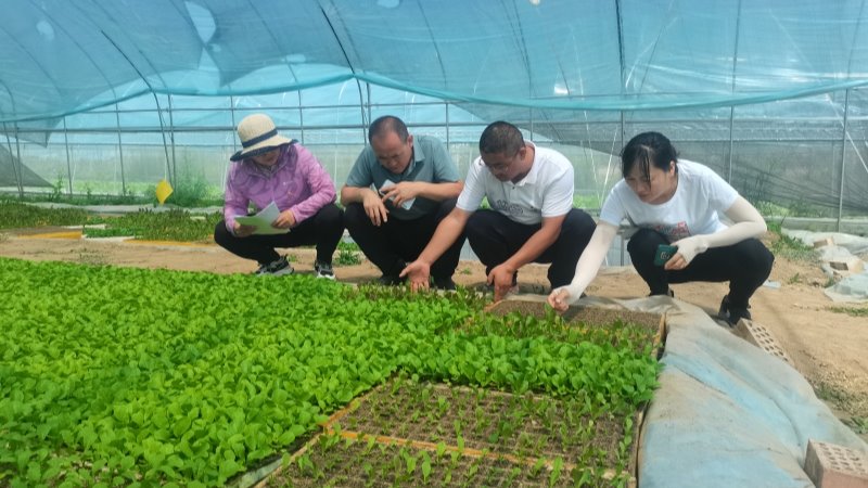 蔬菜所科技人员赴岷县开展“三区”人才支持计划科技服务
