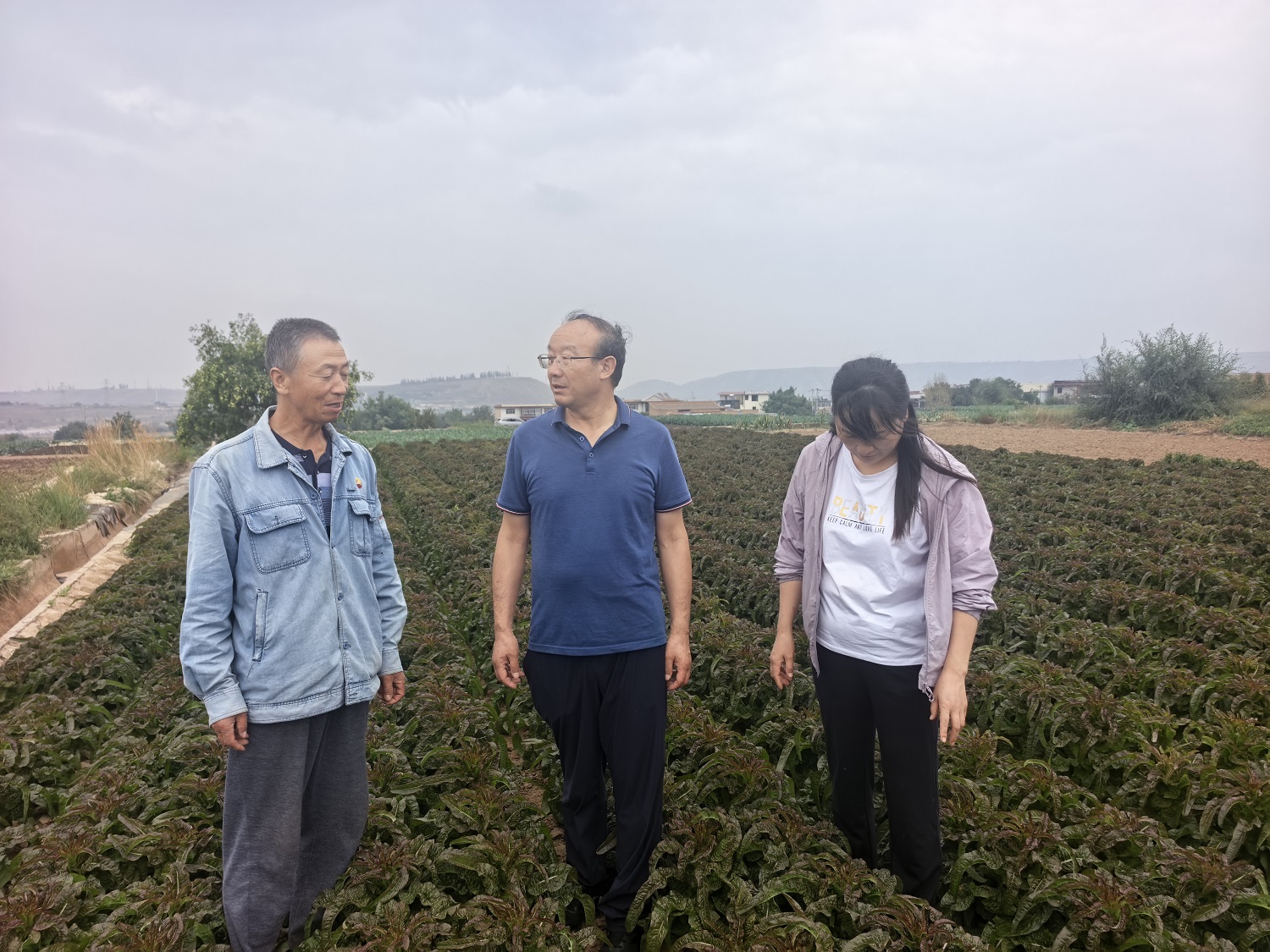 国家大宗蔬菜产业技术体系兰州试验站赴榆中县开展莴笋产业舆情风险实地调研