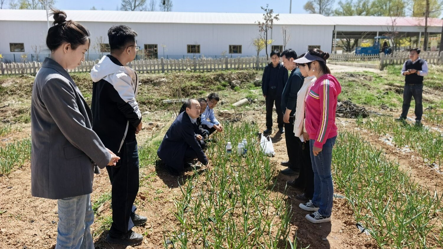 我院蔬菜研究所专家团队助力积石山食用菌与蔬菜产业发展