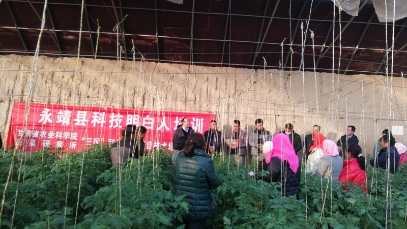 蔬菜研究所在永靖县开展专项技术培训