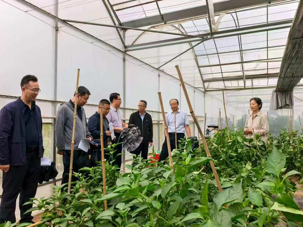 生物育种专项“茄果类蔬菜优异种质创制与新品种选育”通过现场验收