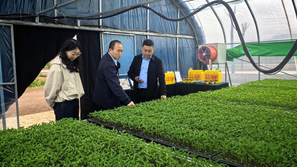 “双椒”套作促增收 科技赋能甘谷辣椒产业升级