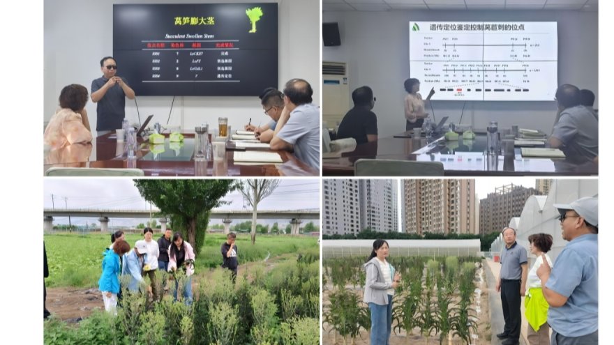 华中农大专家赴蔬菜所共研莴苣育种 深入考察交流共绘合作蓝图