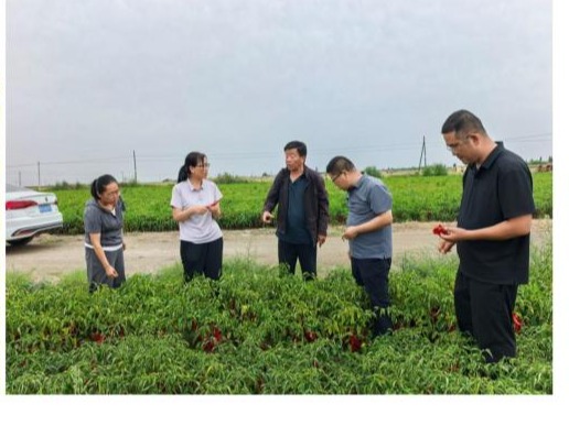 蔬菜研究所科技人员赴甘肃河西地区开展加工辣椒产业调研及栽培技术交流