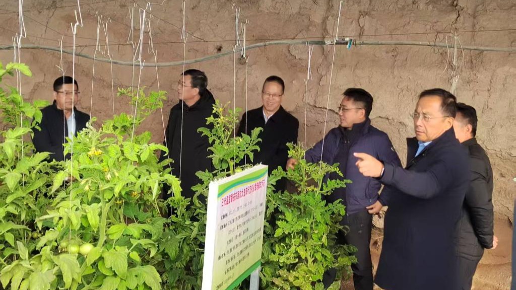 河西日光温室蔬菜绿色丰产提质增效技术集成与示范项目顺利通过现场验收