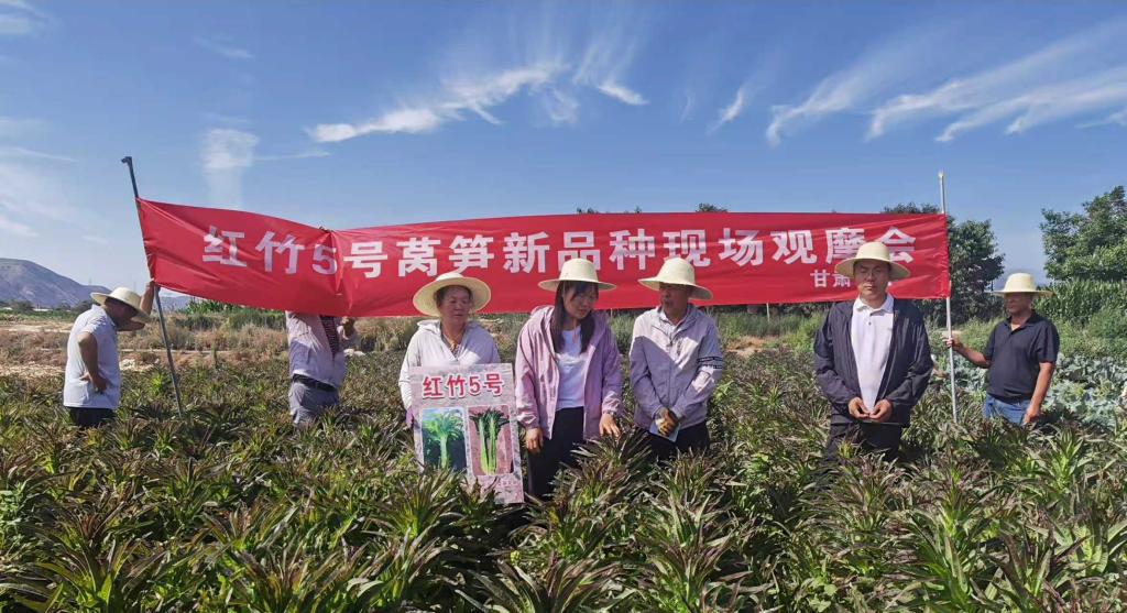 良种赋能高原夏菜产业——蔬菜所举办红竹5号莴笋新品种观摩会