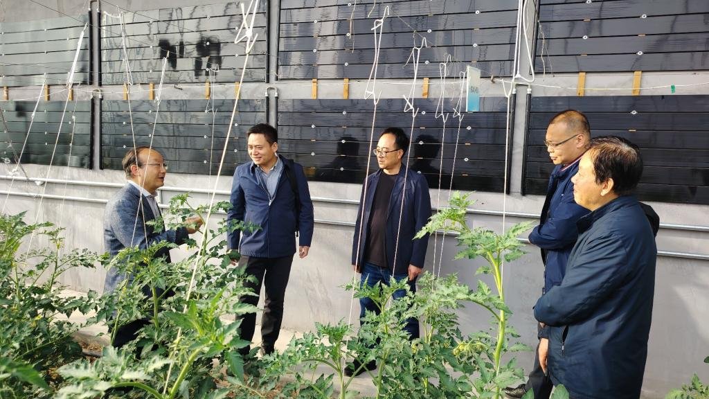北京市农林科学院蔬菜研究所所长温常龙一行来我院蔬菜所调研交流
